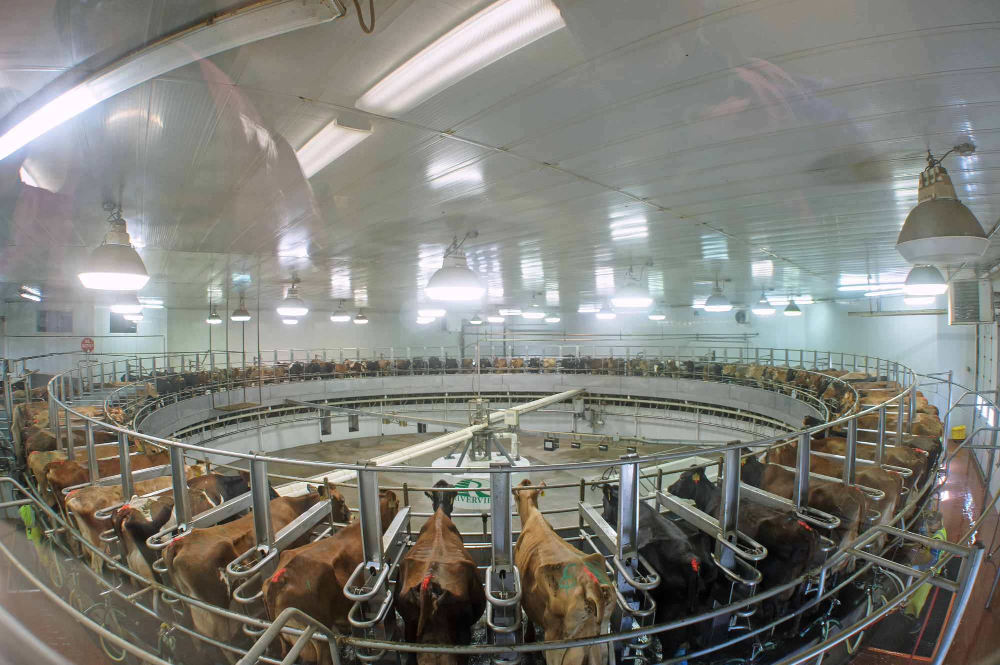 cows-feedlot